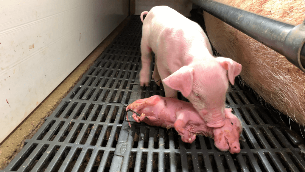 This Baby Died Surrounded by Feces, Not Loved Ones - Students Opposing  Speciesism