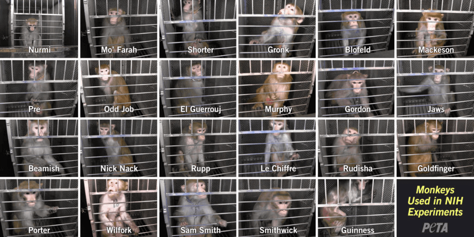 NIH monkey experiments