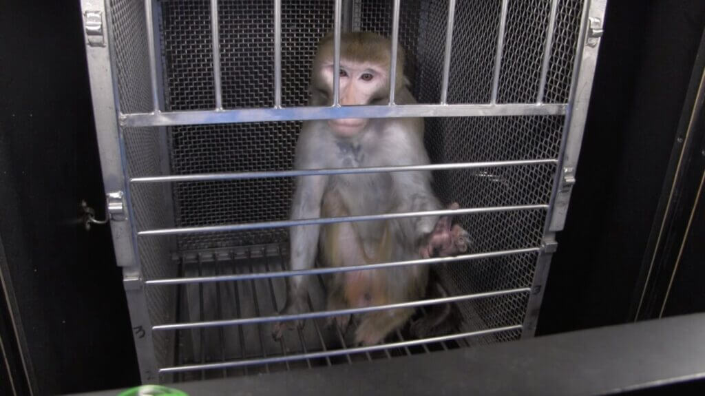 NIH Monkey in a cage