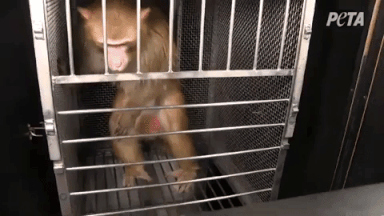 NIH monkey trapped gif