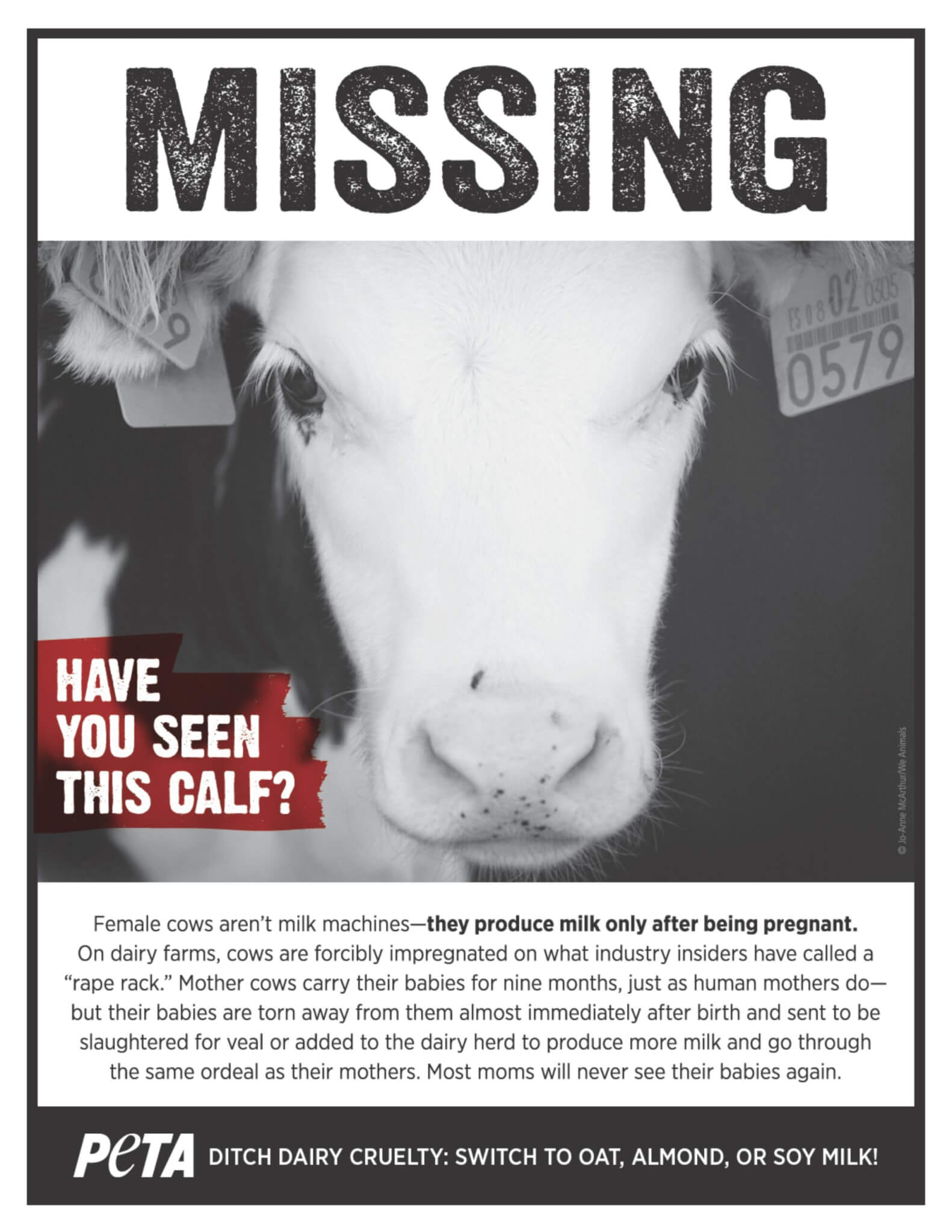 Missing: Have You Seen This Calf? | SOS