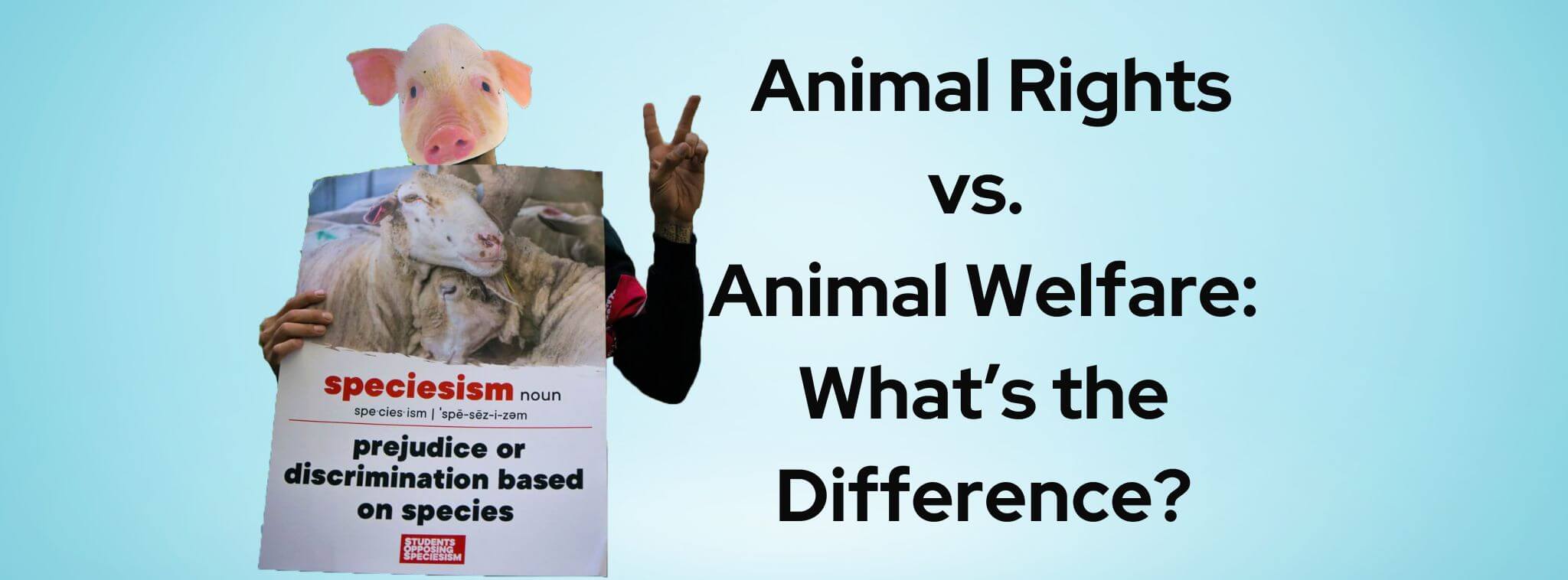 animal rights vs animal welfare essay