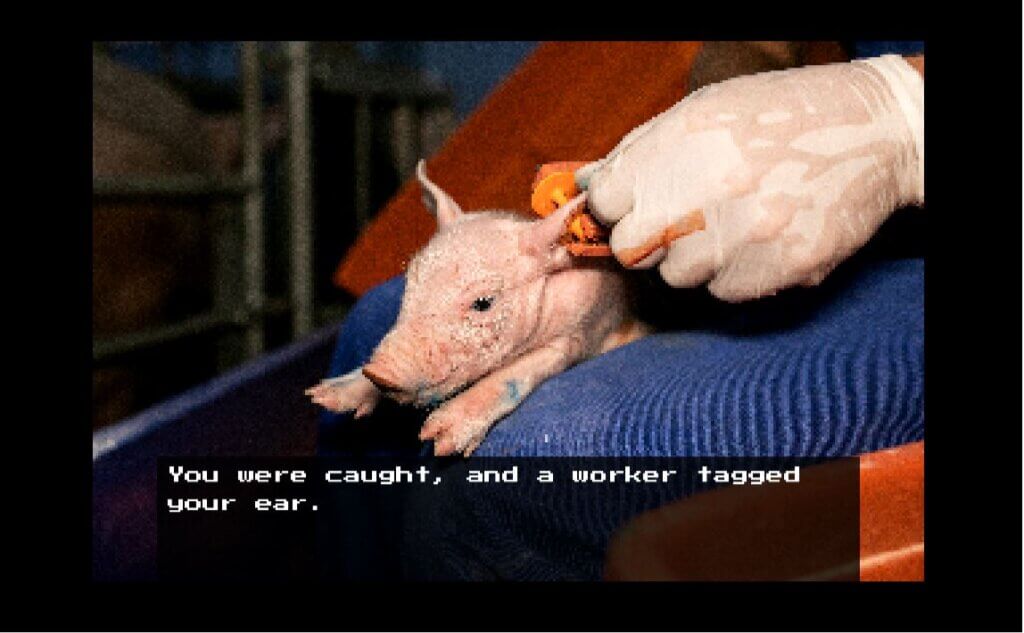 Screenshot from 'Whole Lotta Lies' video game where a piglet's ear is being tagged.